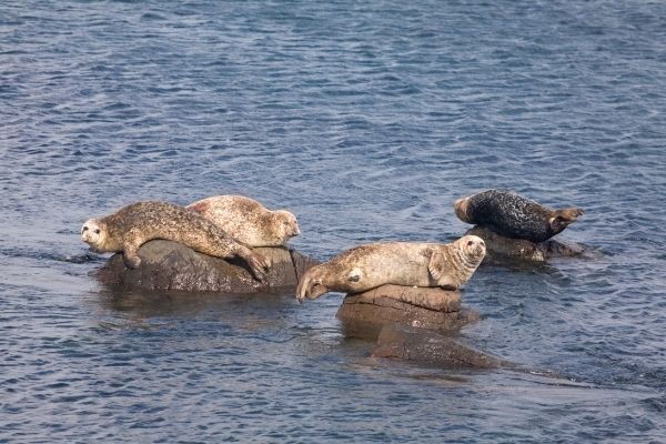 Atlantic Seals